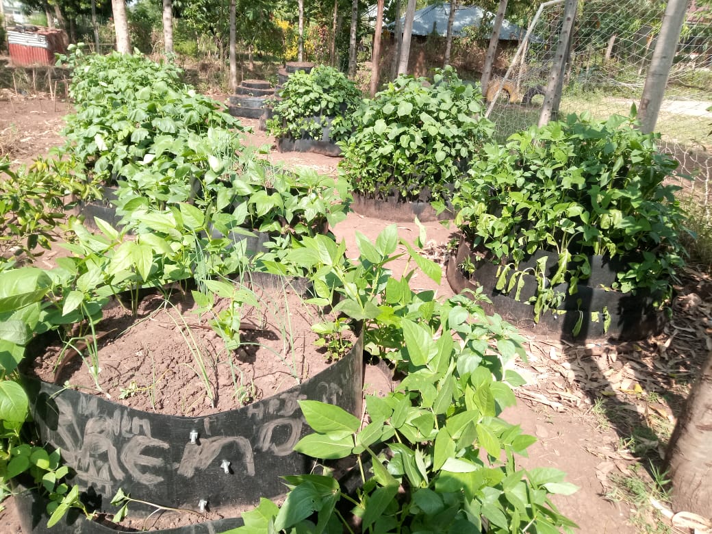 Conical gardens full of growing vegetables